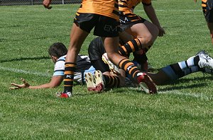 Tigers Vs Sharks - Rnd 7 (Photo : ourfooty media) 
