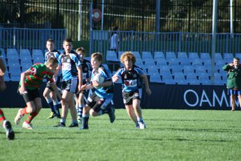 Cronulla SHARKS Academy Under 13's v South Sydney Junior Bunnies @ Shark Park (Photo : OurFootyMedia) 
