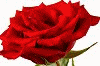 floristsydney.com