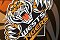 WestsTigers Tarsha Gale Cup - u18 Womans Rugby League