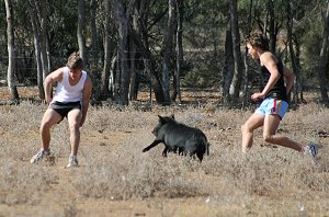 The pig had a pretty good step